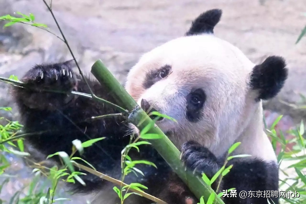 日本人有多舍不得中国大熊猫香香,旅日大熊猫香香推迟归国