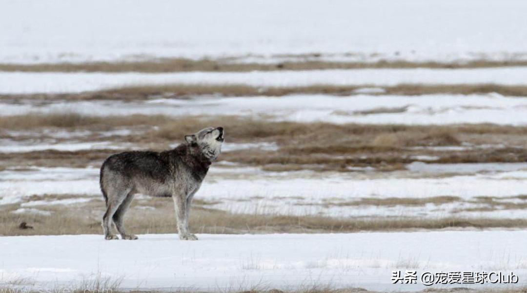 鉴别捷克狼犬是狗还是狼,最贵的狗捷克狼犬