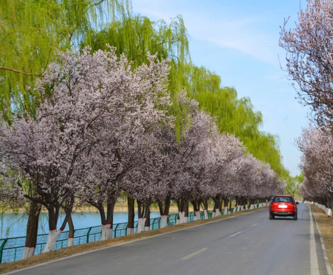 济南这个周末适合哪里赏花,济南春天赏花好去处