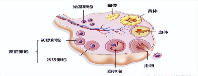 秦皇岛市第一医院生殖医学专家讲科普:带您认识卵泡发育的一些知识