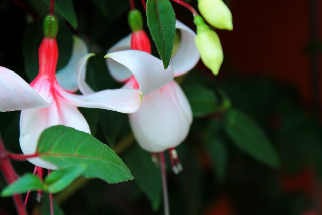 倒挂金钟绝美图片,探照灯倒挂钟