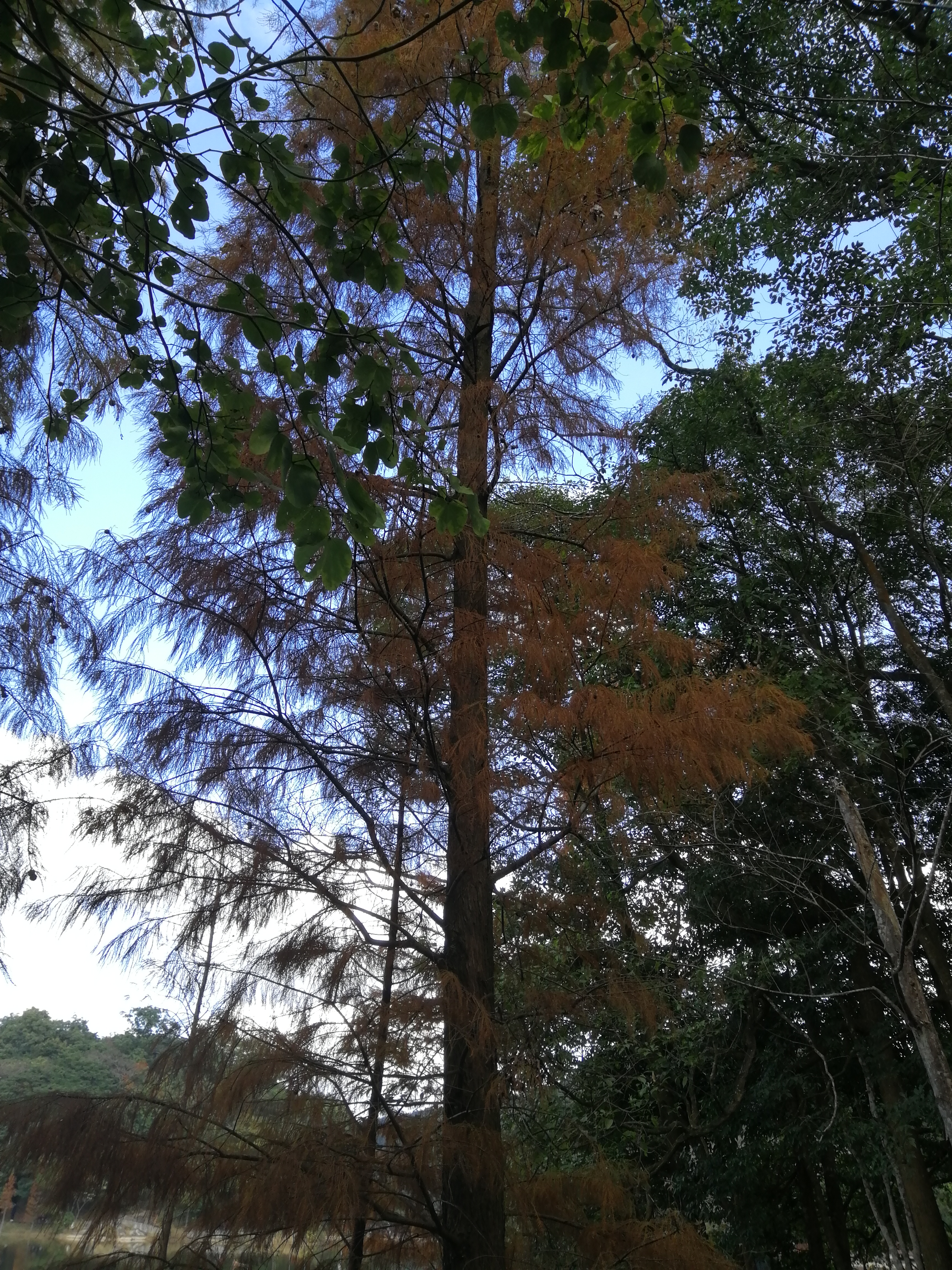 石门森林公园樱花谷交通线路,从化石门公园枫叶