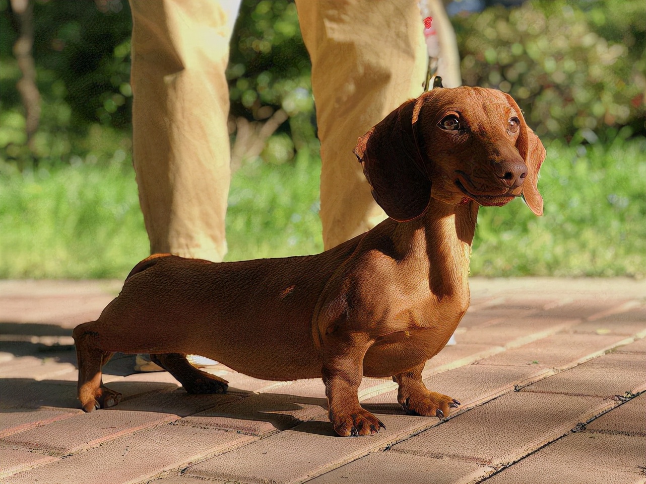 最小的狗狗视频,盘点世界上品种最小的狗狗