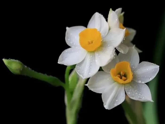 古诗词中的水仙花：飘零尘俗客再见水仙花