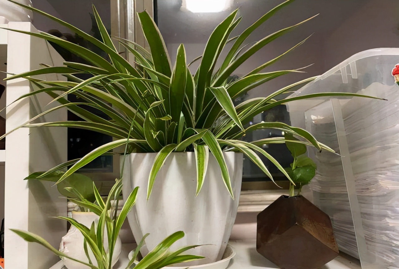 家里甲醛超标植物会怎样,家里吸甲醛最好的植物