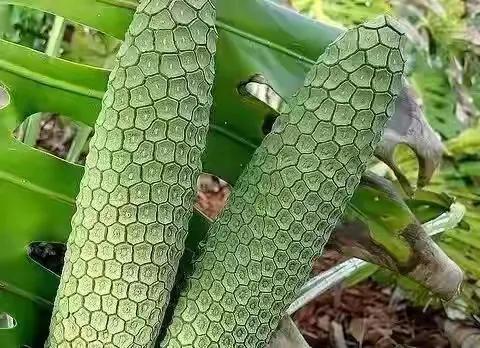 100多种罕见水果欣赏,100种罕见水果名字