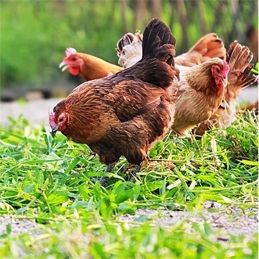 惠州大型养鸡场,十亩山林养殖3000只鸡