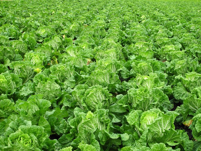 寻找十七年的初恋,寻找十七年