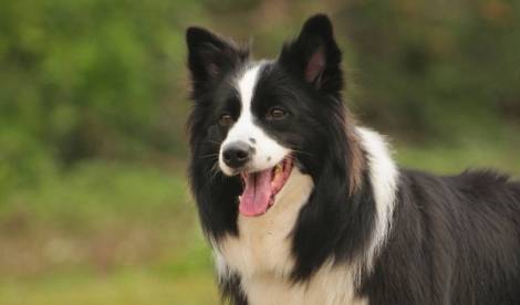 如何预防边牧生病,如何让边牧乖巧听话