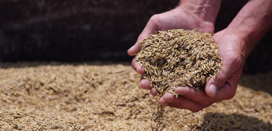 中方终止对澳洲大麦征税,中方对澳大麦关税