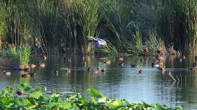 周口淮阳区荷花节在哪里举办了,周口淮阳荷花节开幕式节目单