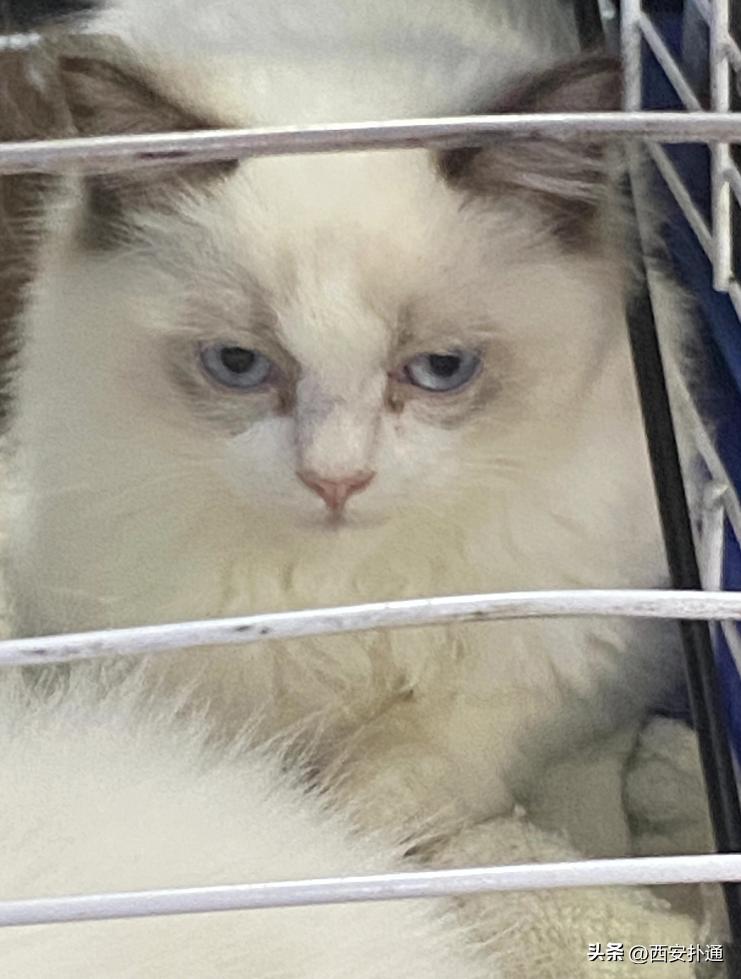 高新大都荟摆摊夜市在哪个位置,高新大都荟摆摊