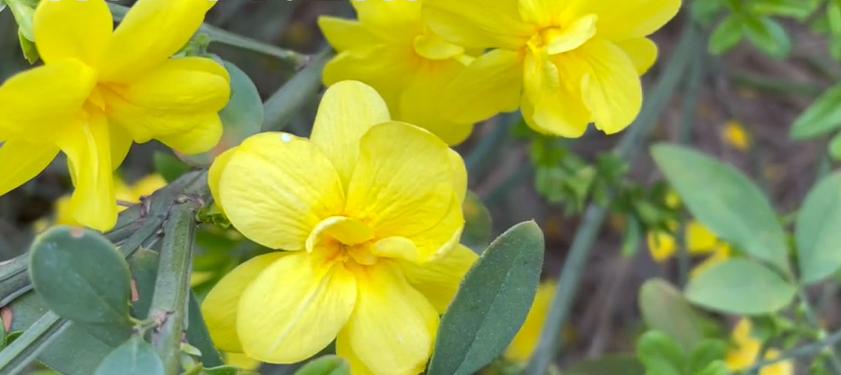 郑州踏青赏花全攻略,郑州最适合踏青赏花的地方