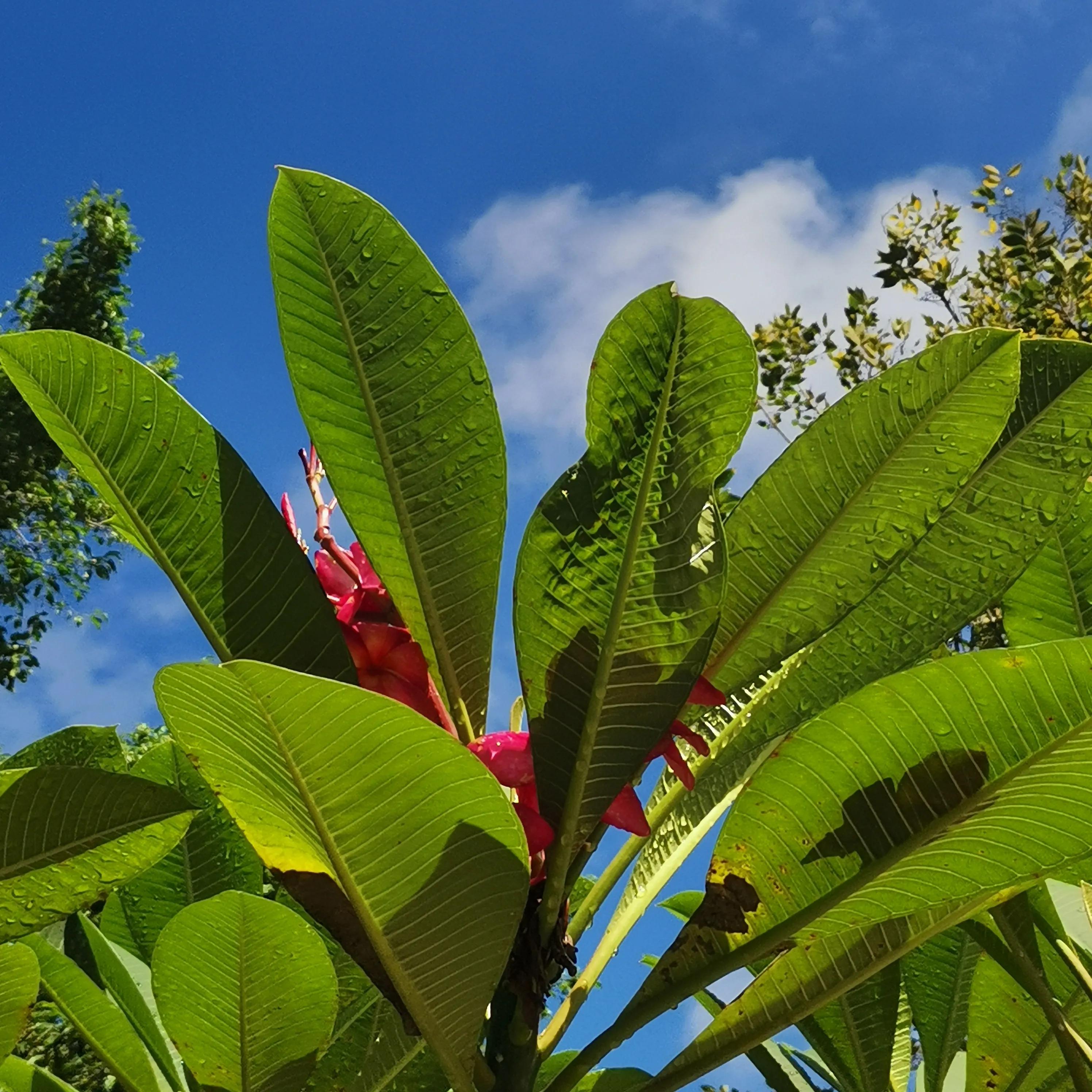 风雨过后见彩虹励志八字句子,风雨过后见彩虹文案句子