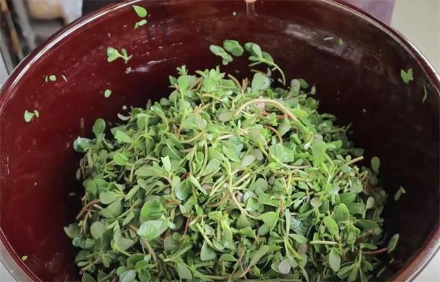 马齿苋怎样做才好吃又简单,健康野菜马齿苋凉拌适合炎热夏季