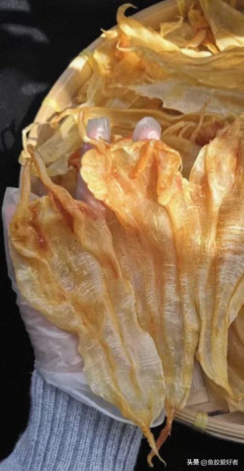 北海胶和大口胶怎么选择,北海公胶和墨西哥胶哪种好