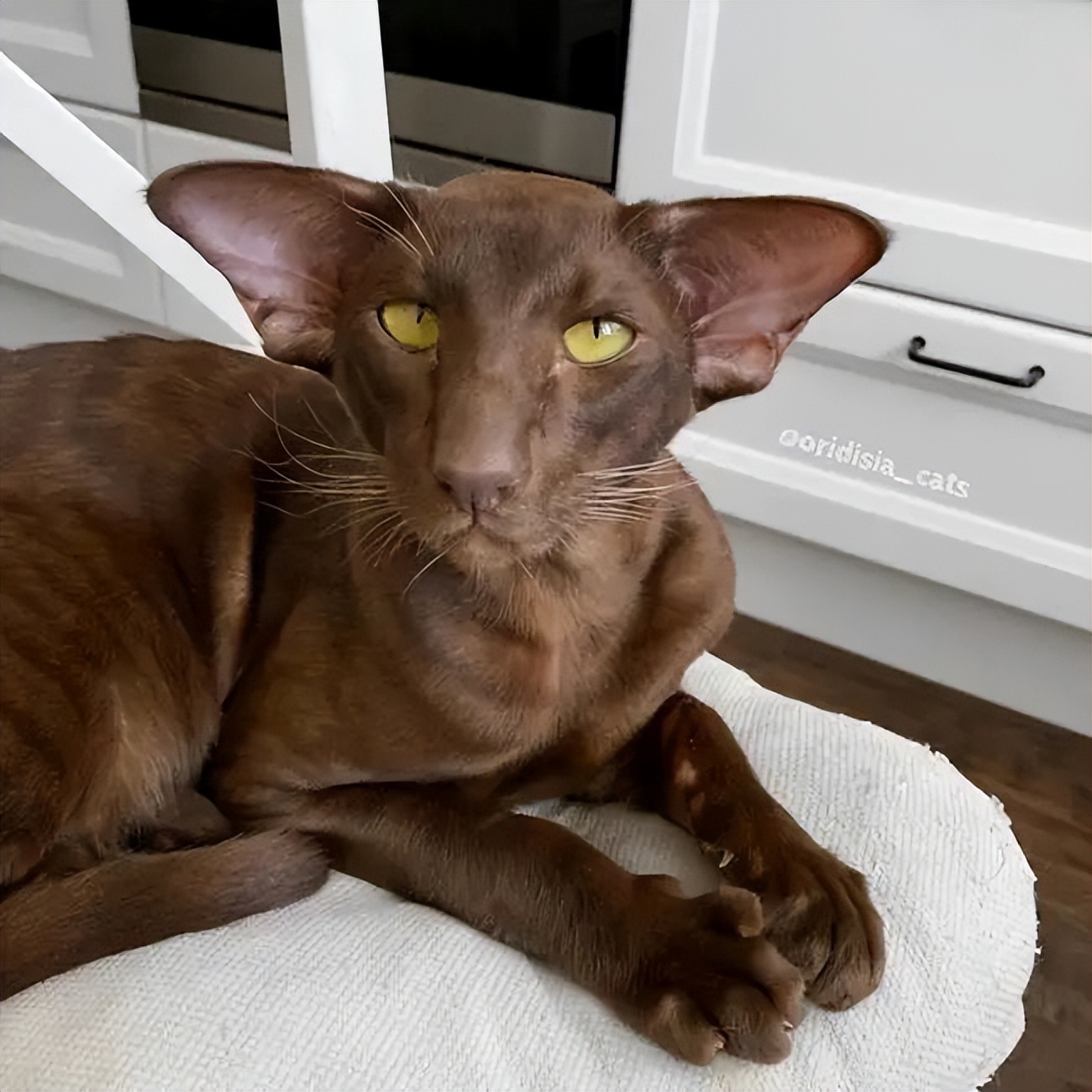 家猫常见的8个品种,常见的家猫都是什么品种