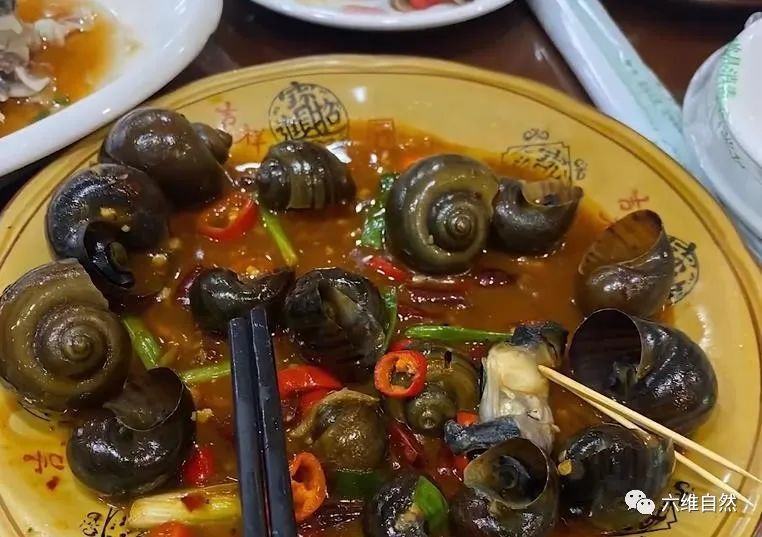 厦门一市民点炒田螺，餐厅却用非法福寿螺代替，被监管部当场销毁