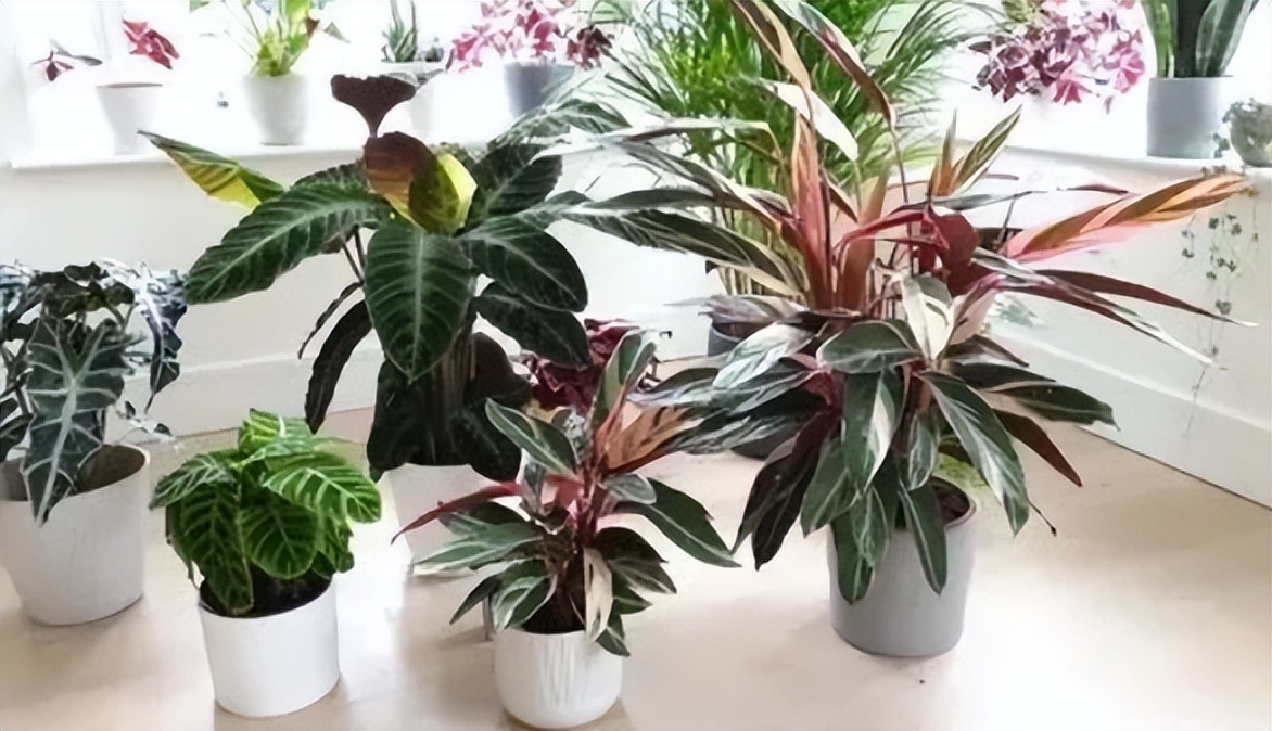 观赏植物黄叶为啥,竹芋绿植叶子焦边怎么办