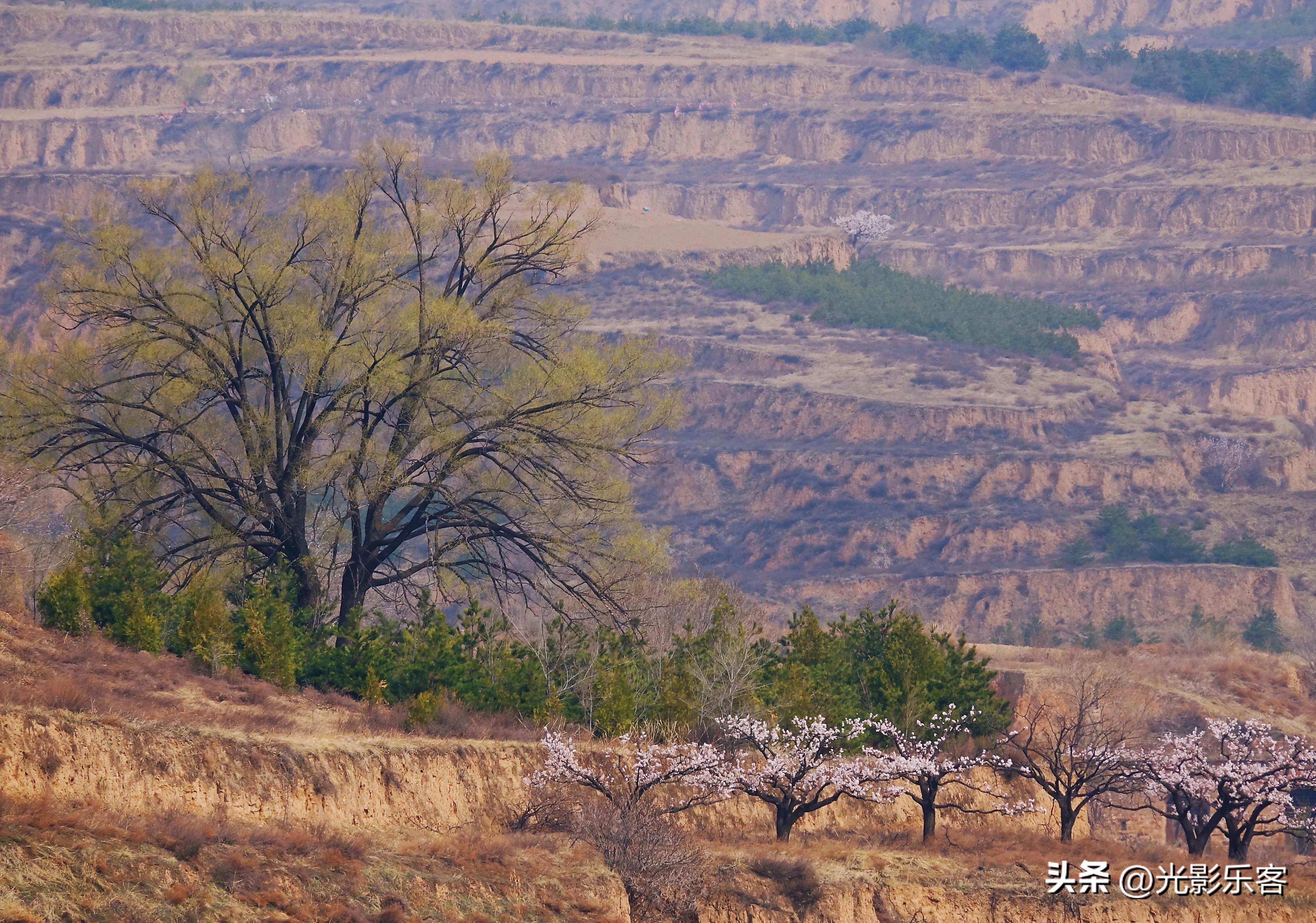 牧童遥指杏花村打一生肖,牧童遥指杏花村绘画