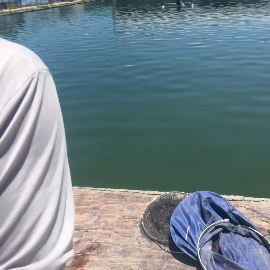 上海爆鱼正宗的鲳鱼版做法,海鲳鱼的家常做法要蒸几分钟