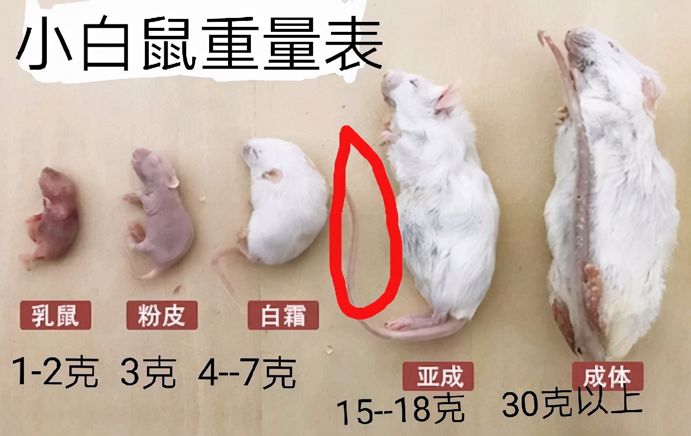 地表最强毒蛇——内陆太攀蛇