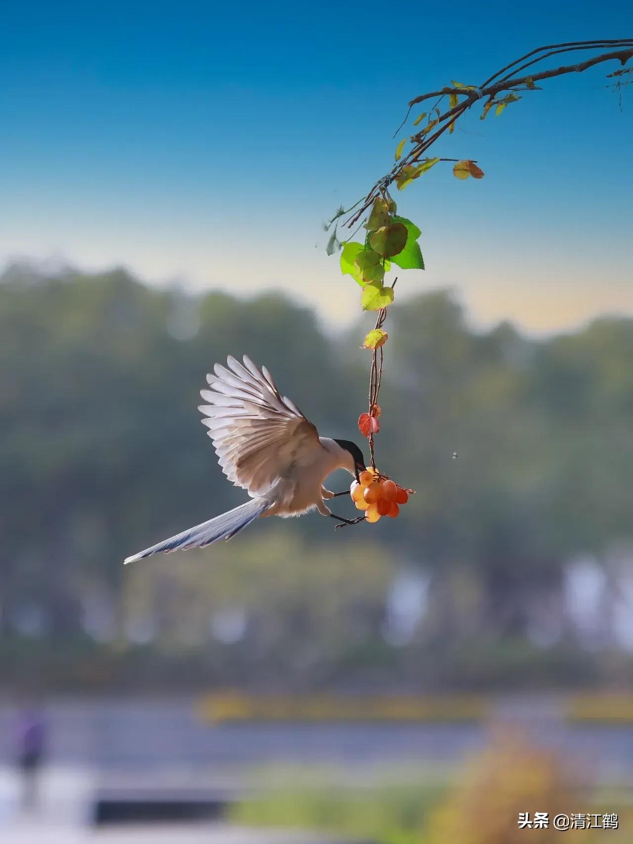 种子有哪些传播途径和方法,种子的传播方式七种