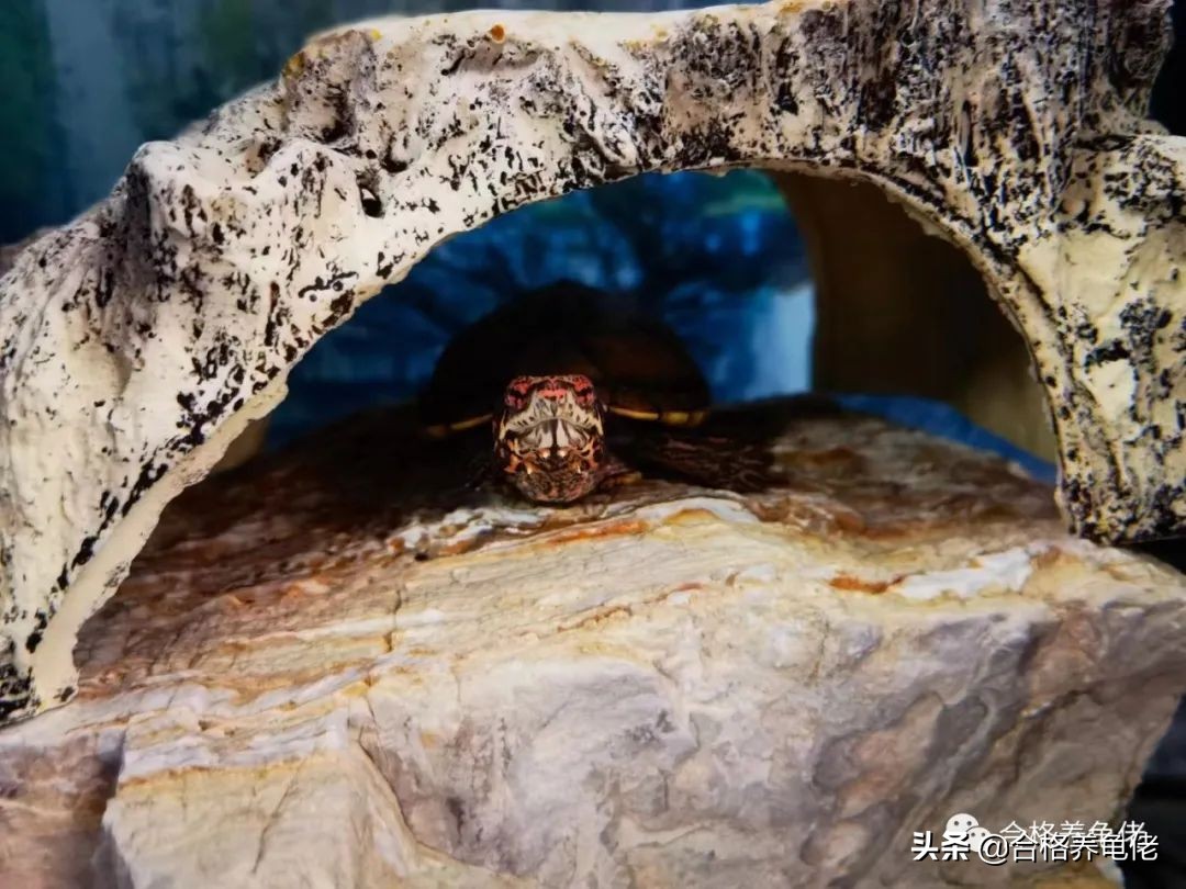 给刚出生的龟苗换水视频,养小龟苗怎么换水比较好