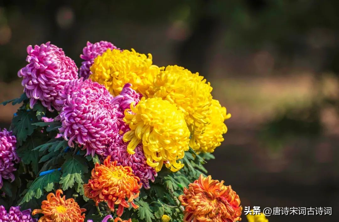 鑿婅晩鍌查湝鍥剧墖,鍌查湝绉嬭強璇楄瘝