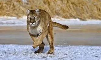 自然界里动物受伤怎样自己治病,动物生病了图片大全