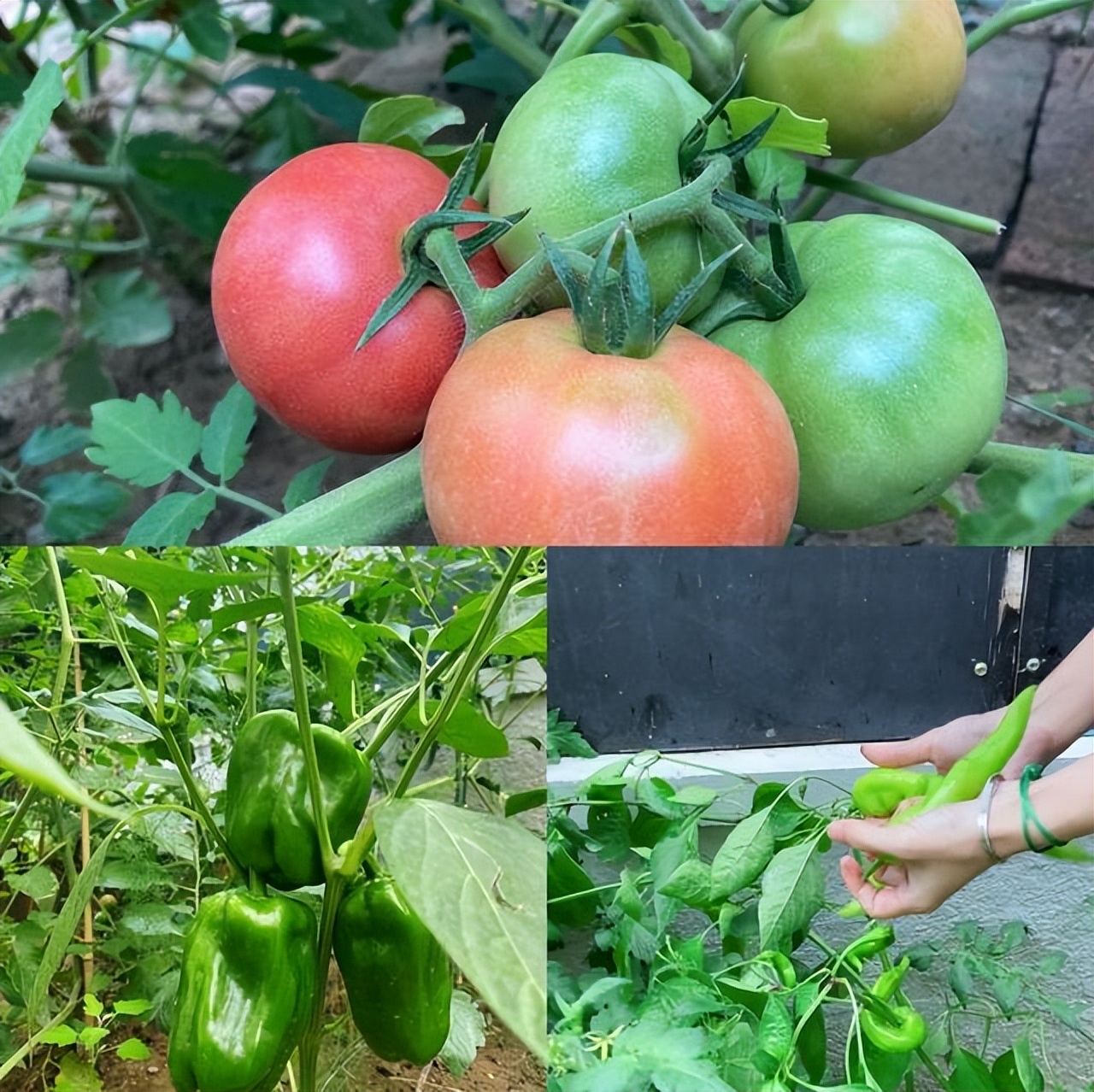 黄雅莉院子视频,黄雅莉在北京的房子