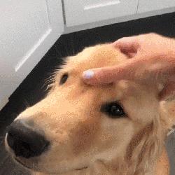 金毛和拉布拉多谁的战斗力更强,金毛和拉布拉多哪个大一些