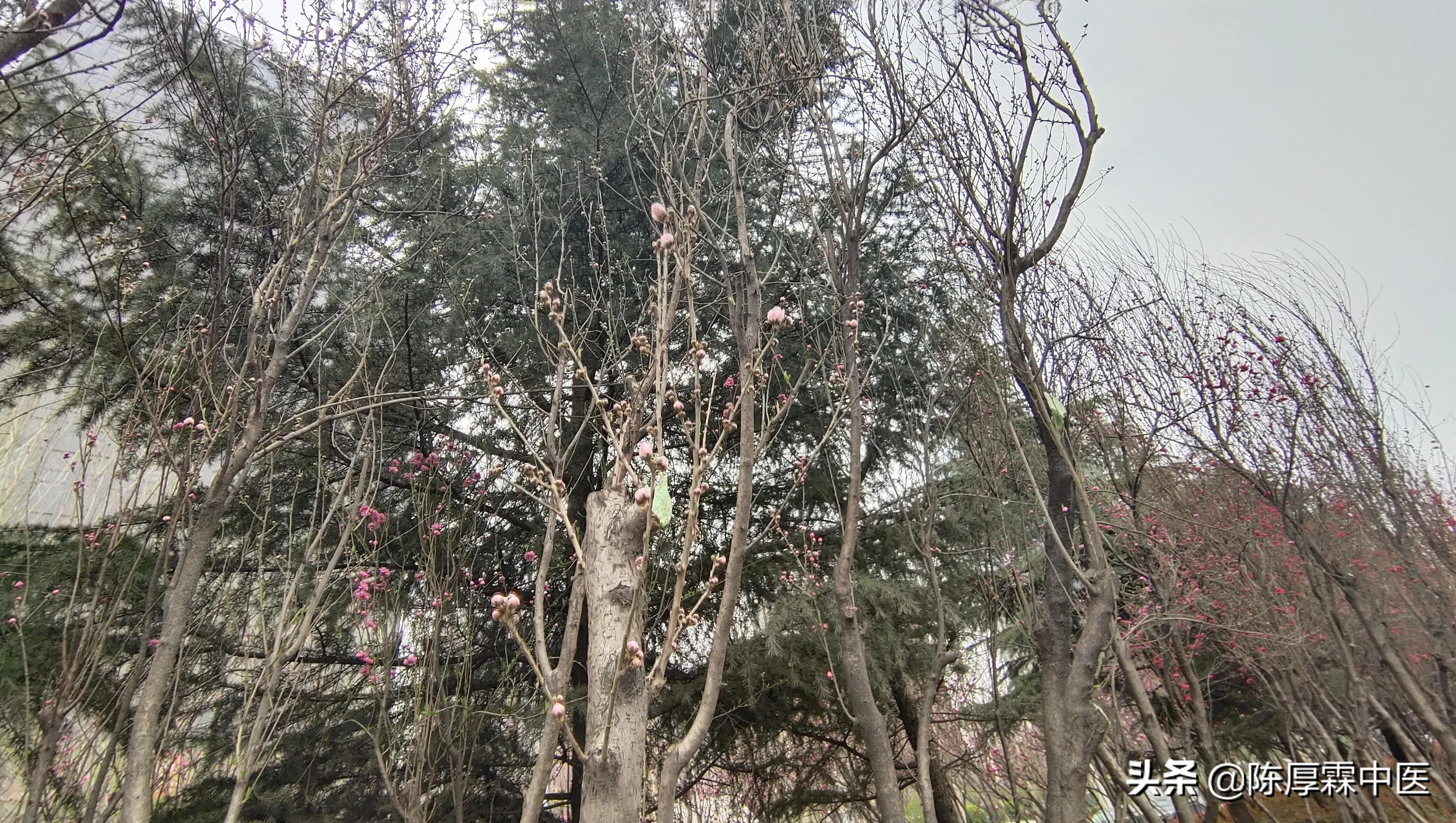 “这病”建议采用民间秘验方治疗——理、法、方、药、效（上集）