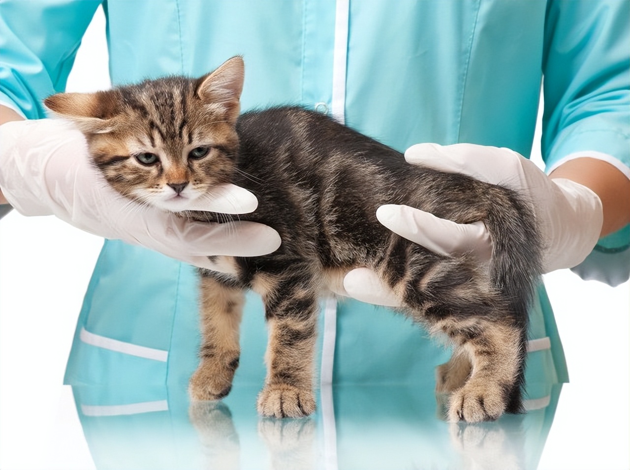 猫咪吐白沫多久可以喂益生菌,猫咪一直吐白沫黏液吃什么药