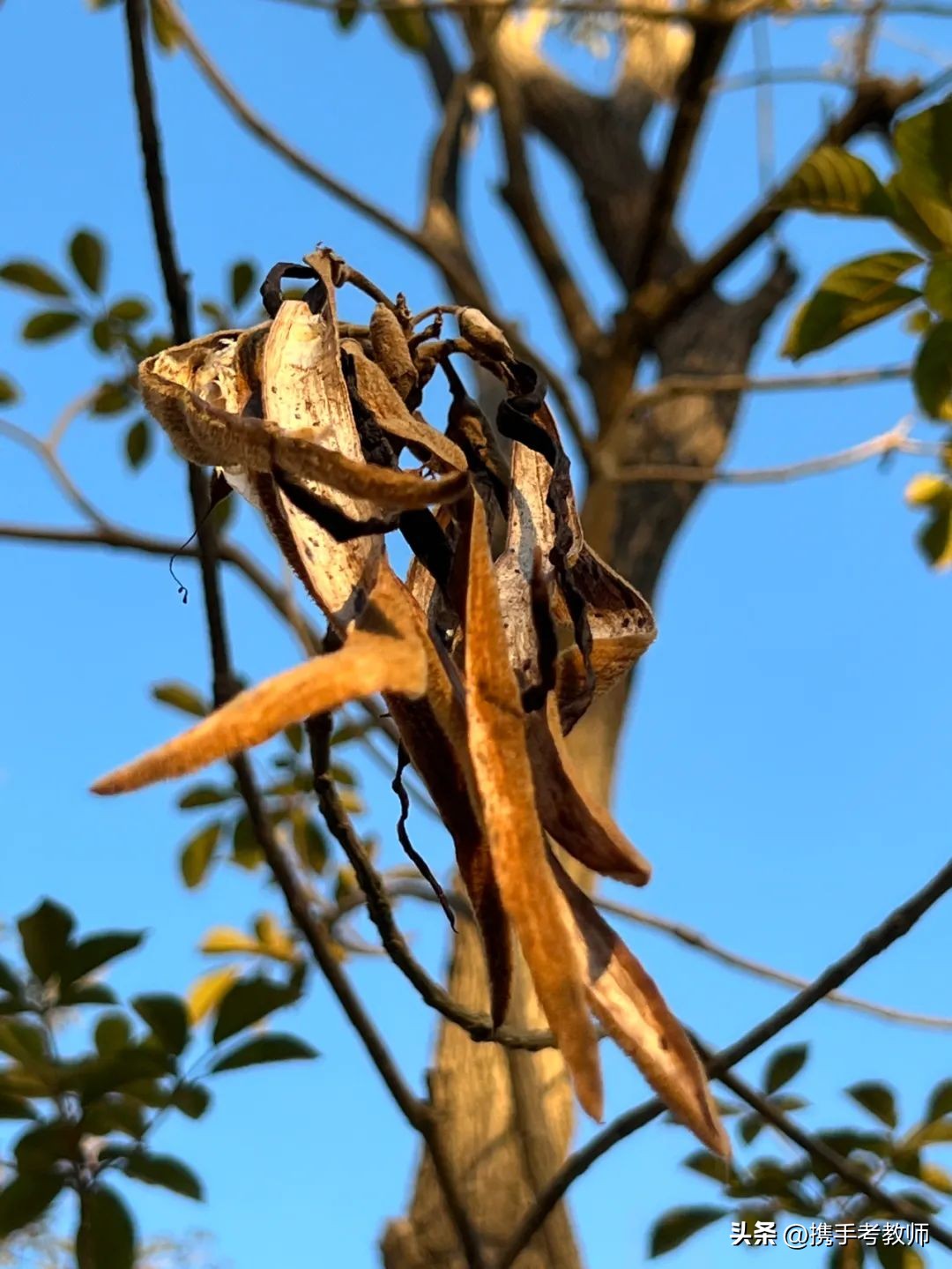 黄花风铃木品种介绍,黄花风铃木生长缓慢