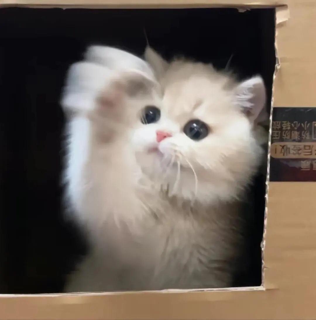 萌萌小猫头像大全可爱,动物头像猫咪可爱