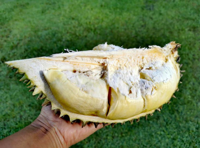 2021马来西亚榴莲,马来西亚榴莲2019.6.5