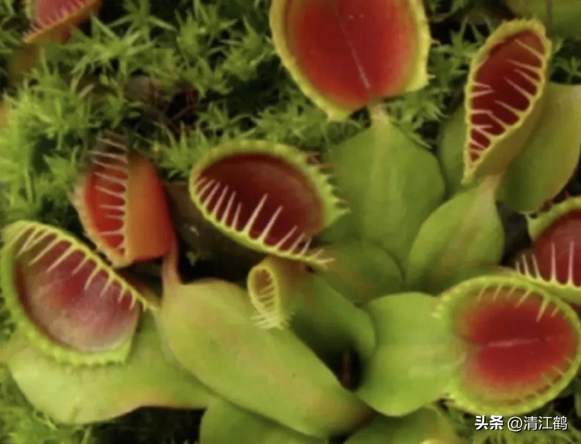 又好看又便宜的食虫植物,有什么推荐的食虫植物