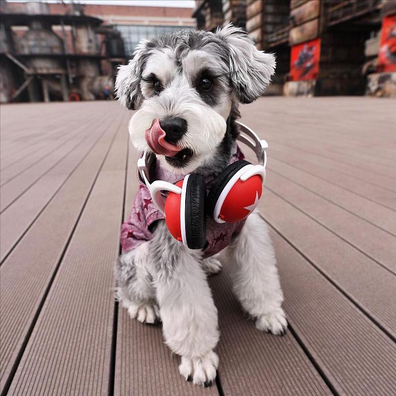 5种宠物店不推荐的狗便宜又好养,这3种狗很可怕有钱都不建议养