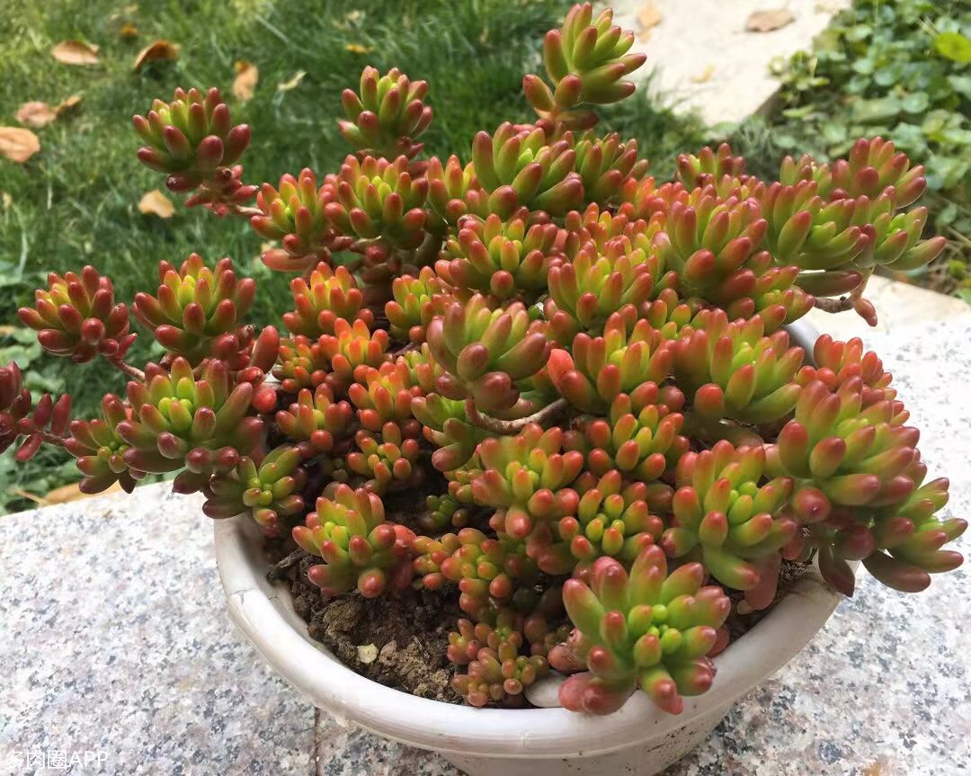 刚种的肉肉浇水多了怎么办,如何挽救长时间没浇水的肉肉