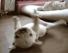 狗狗这几种行为把你当亲妈,狗狗把你当妈的表现