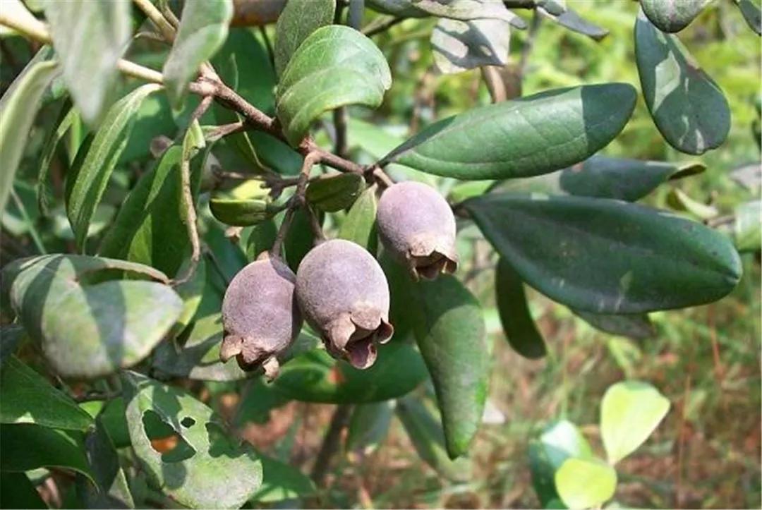 小时候在农村常见的32种植物,小时候有什么植物叫不上名的