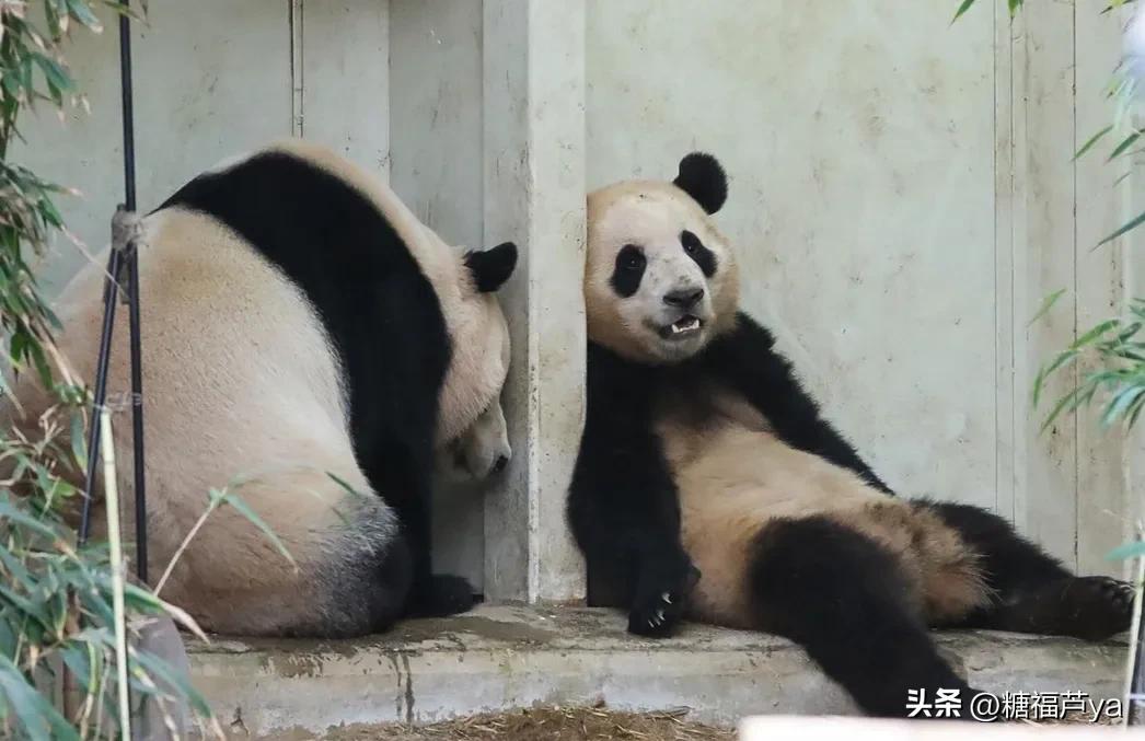 那些证明福宝是人的证据——毛皮大衣下是个小人精