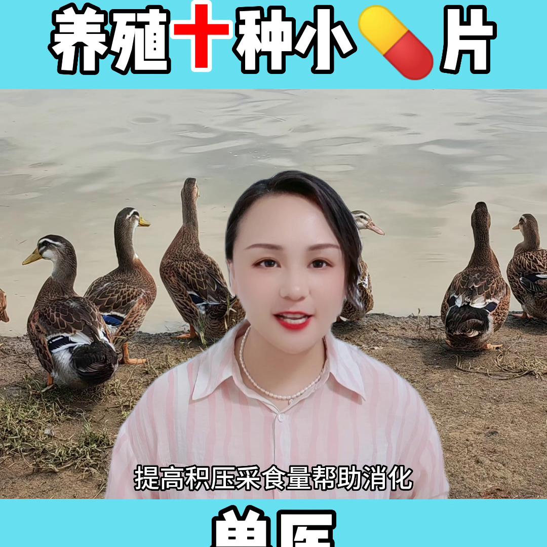 兽医不为人知的一面,家禽养殖小指南