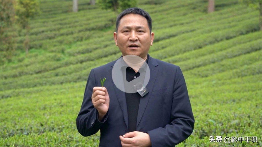 黔茶飘香贵州茶博会,黔茶飘香都匀毛尖茶