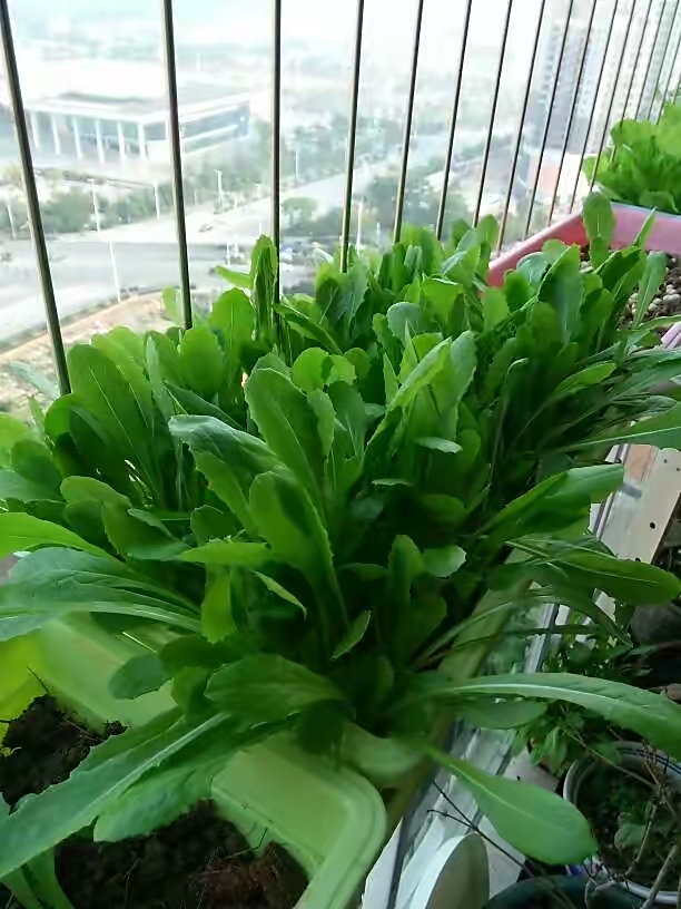 阳台种菜种什么最好活,阳台种菜种哪些长得比较快
