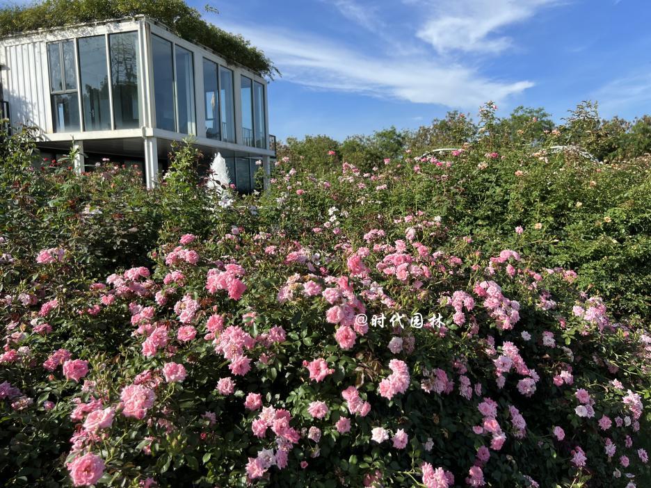 这20种月季超级耐寒东北也能养,南方种不了什么