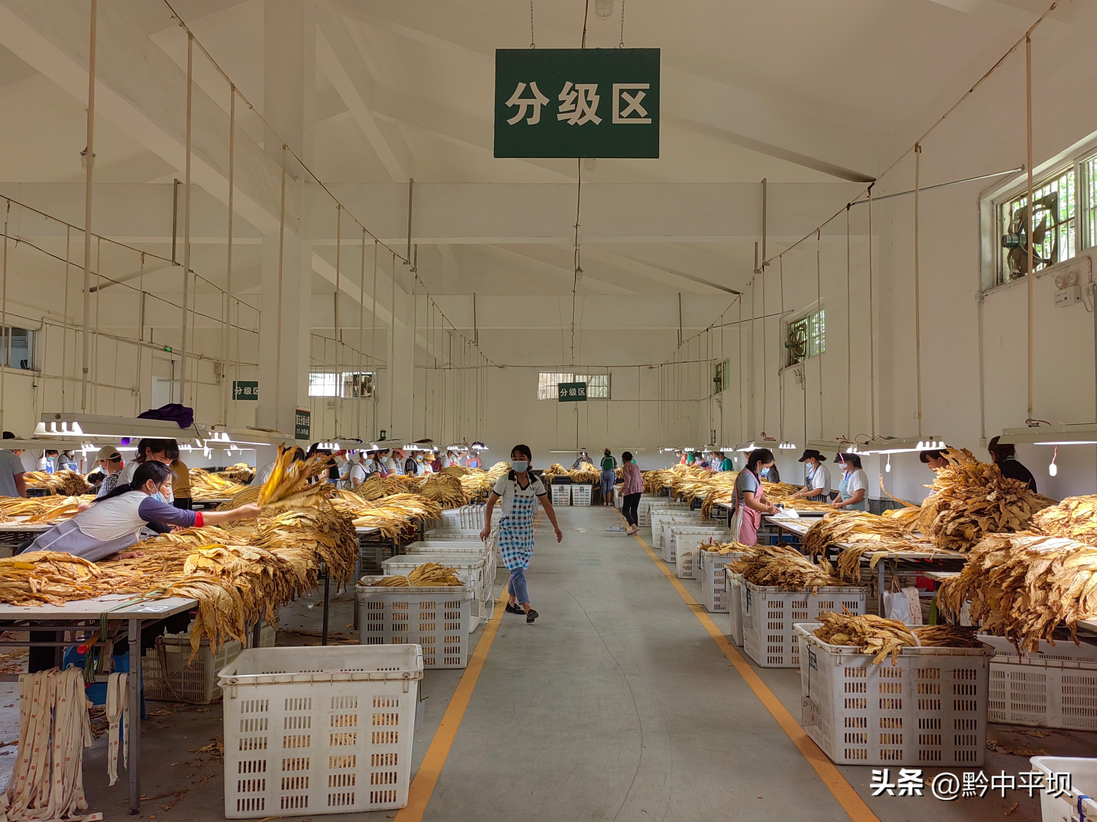 平坝万亩烤烟开采农民喜收黄金叶 (2018烤烟烟叶收购行情)