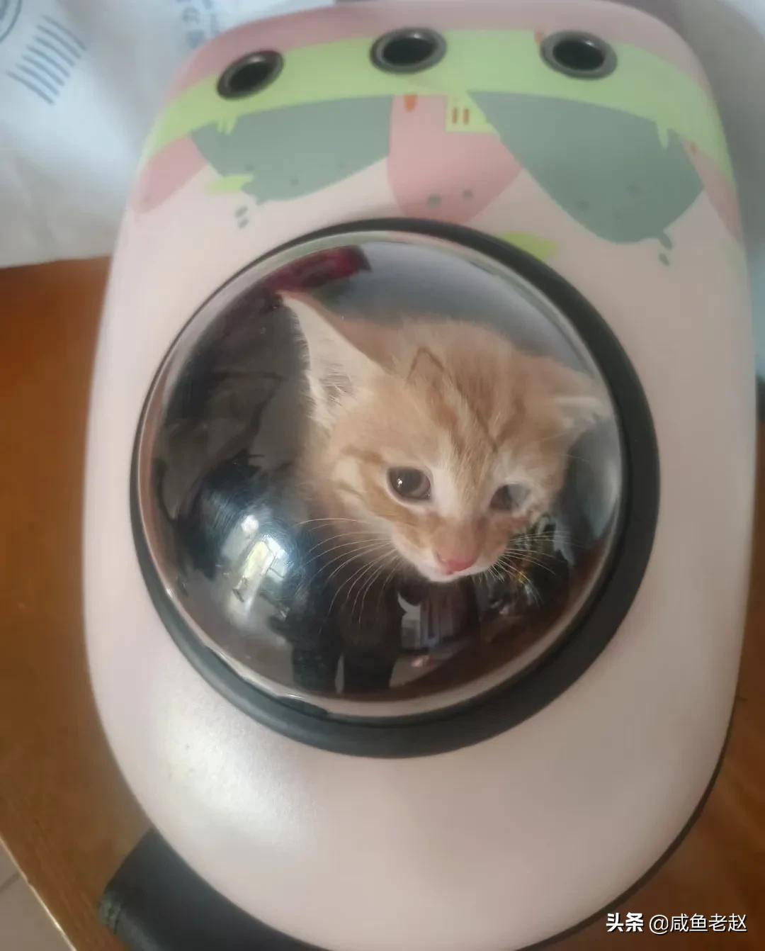 猫咪来我家了,猫咪来家里活泼