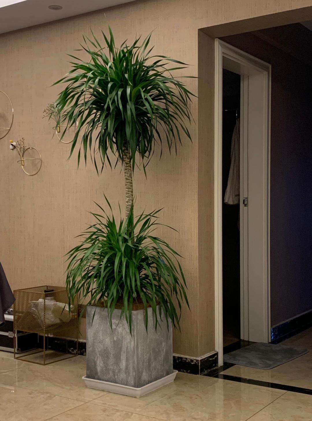 治愈系盆栽绿植推荐,室内小型绿植花卉推荐品种